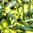 ARBORIX - 2 x Fusain persistant 'Blondy' - Euonymus fortunei 'Blondy'  - 20-30 cm pot - vignette