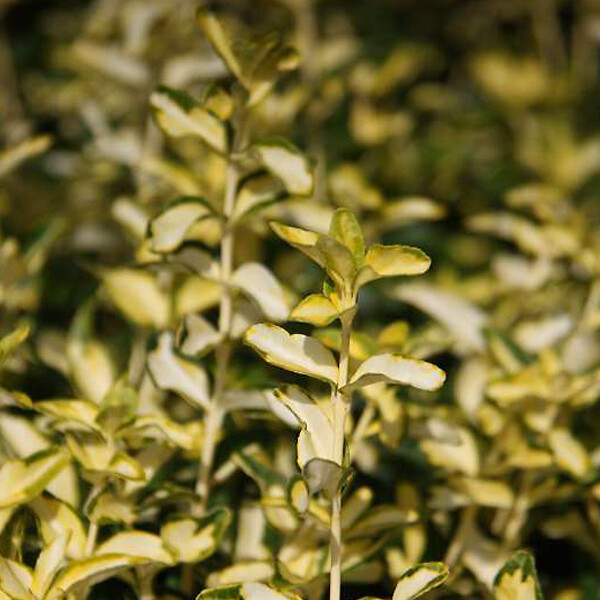 ARBORIX - 2 x Fusain persistant 'Blondy' - Euonymus fortunei 'Blondy'  - 20-30 cm pot - large