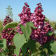 ARBORIX - Lilas commun - Syringa vulgaris 'Mrs Edward Harding'  - 40-60 cm pot - vignette