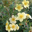 ARBORIX - 2 x Potentille arbustive 'Maanelys' - Potentilla fruticosa 'Maanelys'  - 25-30 cm pot - vignette