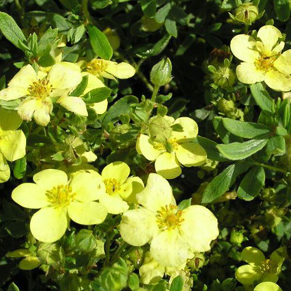 ARBORIX - 2 x Potentille arbustive 'Maanelys' - Potentilla fruticosa 'Maanelys'  - 25-30 cm pot - large