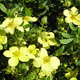 ARBORIX - 2 x Potentille arbustive 'Maanelys' - Potentilla fruticosa 'Maanelys'  - 25-30 cm pot - vignette
