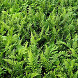 ARBORIX - 6 x Polypode commun - Polypodium vulgare  - godet 9cm x 9cm - vignette