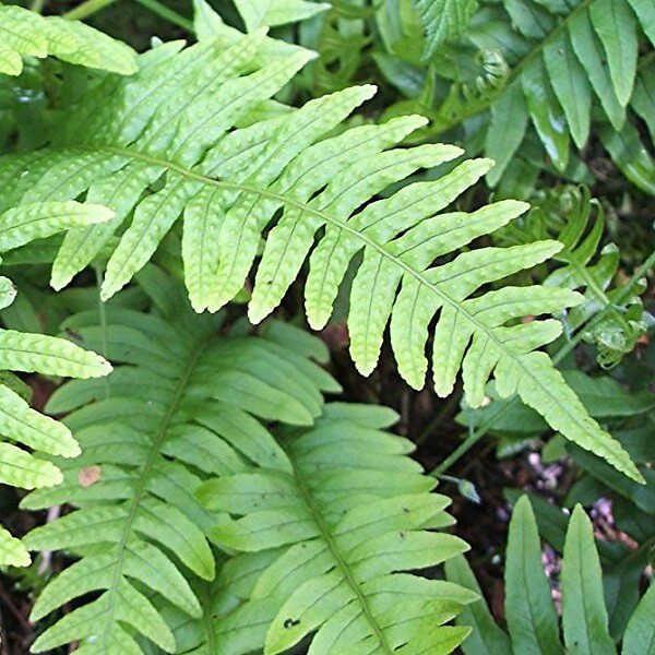 ARBORIX - 6 x Polypode commun - Polypodium vulgare  - godet 9cm x 9cm - large