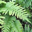 ARBORIX - 6 x Polypode commun - Polypodium vulgare  - godet 9cm x 9cm - vignette