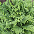 ARBORIX - 6 x Fougère mâle - Dryopteris Filix-Mas  - godet 9cm x 9cm - vignette