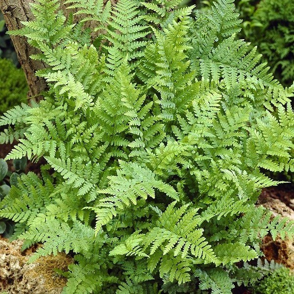 ARBORIX - 6 x Fougère mâle - Dryopteris Filix-Mas  - godet 9cm x 9cm - large