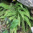 ARBORIX - 6 x Fausse capillaire - Asplenium trichomanes  - godet 9cm x 9cm - vignette