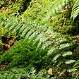 ARBORIX - 6 x Aspidie de Braun - Polystichum braunii  - godet 9cm x 9cm - vignette