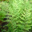 ARBORIX - 6 x Fougère mâle'Linearis Polydactyl' - Dryopteris filix-mas 'Linearis Polydactyla'  - godet 9cm x 9cm - vignette