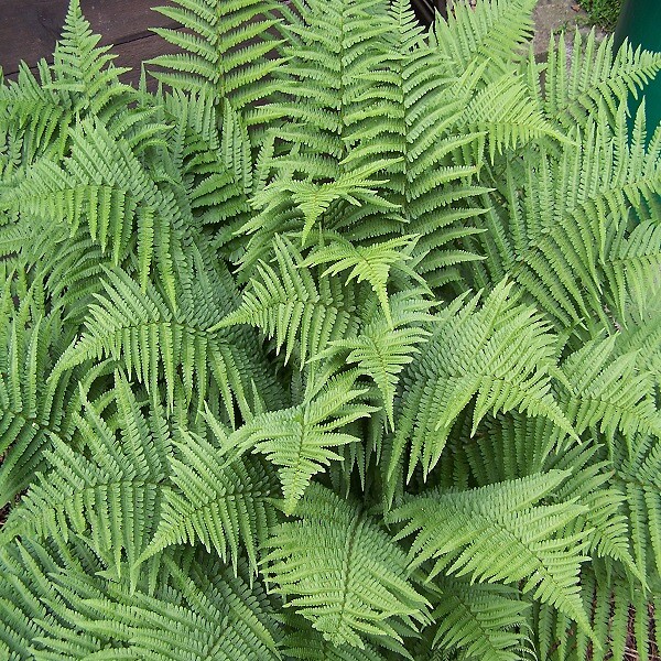 ARBORIX - 6 x Fougère mâle'Linearis Polydactyl' - Dryopteris filix-mas 'Linearis Polydactyla'  - godet 9cm x 9cm - large