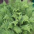 ARBORIX - 6 x Fougère mâle'Linearis Polydactyl' - Dryopteris filix-mas 'Linearis Polydactyla'  - godet 9cm x 9cm - vignette