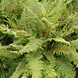 ARBORIX - 6 x Aspidie à cils raides 'Herrenhausen' - Polystichum setiferum 'Herrenhausen'  - godet 9cm x 9cm - vignette
