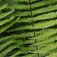 ARBORIX - 6 x Fougère à écailles dorées - Dryopteris Wallichiana  - godet 9cm x 9cm - vignette