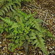 ARBORIX - 6 x Athyrium niponicum 'Metallicum' - Athyrium Niponicum 'Metallicum'  - godet 9cm x 9cm - vignette