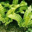 ARBORIX - 6 x Fougère scolopendre langue - Asplenium Scolopendrium Undulata  - godet 9cm x 9cm - vignette