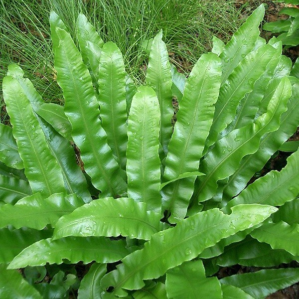 ARBORIX - 6 x Fougère scolopendre langue - Asplenium Scolopendrium Undulata  - godet 9cm x 9cm - large