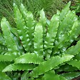 ARBORIX - 6 x Fougère scolopendre langue - Asplenium Scolopendrium Undulata  - godet 9cm x 9cm - vignette