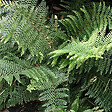 ARBORIX - 6 x Aspidie à cils raides 'Dahlem' - Polystichum Setiferum 'Dahlem'  - godet 9cm x 9cm - vignette