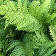 ARBORIX - 6 x Aspidie à cils raides 'Dahlem' - Polystichum Setiferum 'Dahlem'  - godet 9cm x 9cm - vignette