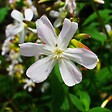 ARBORIX - 6 x Saponaria ocymoides 'Snow Tip' - Saponaria ocymoides 'Snow Tip'  - godet 9cm x 9cm - vignette