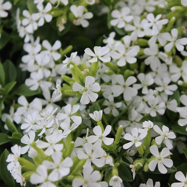 ARBORIX - 6 x Saponaria ocymoides 'Snow Tip' - Saponaria ocymoides 'Snow Tip'  - godet 9cm x 9cm - large