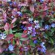 ARBORIX - 6 x Plumbago de Chine - Ceratostigma plumbaginoides  - godet 9cm x 9cm - vignette