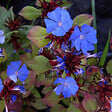 ARBORIX - 6 x Plumbago de Chine - Ceratostigma plumbaginoides  - godet 9cm x 9cm - vignette