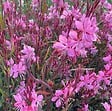 ARBORIX - 6 x Gaura lindheimeri 'Tutti Frutti' - Gaura Lindheimeri 'Tutti Frutti'  - godet 9cm x 9cm - vignette