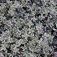 ARBORIX - 6 x Thym citron 'Silver Queen' - Thymus citriodorus 'Silver Queen'  - godet 9cm x 9cm - vignette