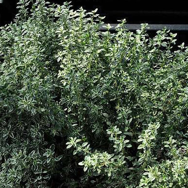 ARBORIX - 6 x Thym citron 'Silver Queen' - Thymus citriodorus 'Silver Queen'  - godet 9cm x 9cm - large
