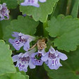 ARBORIX - 6 x Lierre terrestre - Glechoma hederacea  - godet 9cm x 9cm - vignette