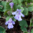 ARBORIX - 6 x Lierre terrestre - Glechoma hederacea  - godet 9cm x 9cm - vignette