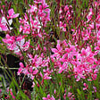 ARBORIX - 6 x Gaura lindheimeri 'Siskiyou Pink' - Gaura lindheimeri 'Siskiyou Pink'  - godet 9cm x 9cm - vignette