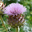 ARBORIX - 6 x Artichaut - Cynara scolymus  - godet 9cm x 9cm - vignette