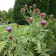 ARBORIX - 6 x Artichaut - Cynara scolymus  - godet 9cm x 9cm - vignette