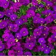 ARBORIX - 6 x Aubriète 'Cascade Purple' - Aubrieta 'Cascade Purple'  - godet 9cm x 9cm - vignette