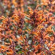 ARBORIX - 6 x Agastache hybrida. 'Fleur' - Agastache hybrida 'Fleur'  - godet 9cm x 9cm - vignette