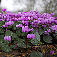 ARBORIX - 6 x Cyclamen de l'Ile de Cos - Cyclamen coum  - godet 9cm x 9cm - vignette