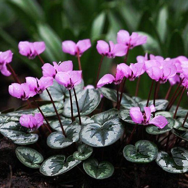 ARBORIX - 6 x Cyclamen de l'Ile de Cos - Cyclamen coum  - godet 9cm x 9cm - large
