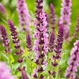 ARBORIX - 6 x Sauge à petites feuilles 'Salvinio Pink' - Salvia microphylla 'Salvinio Pink'  - godet 9cm x 9cm - vignette