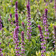 ARBORIX - 6 x Sauge à petites feuilles 'Salvinio Pink' - Salvia microphylla 'Salvinio Pink'  - godet 9cm x 9cm - vignette