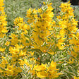 ARBORIX - 6 x Lysimaque ponctuée 'Alexander' - Lysimachia punctata 'Alexander'  - godet 9cm x 9cm - vignette