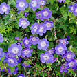ARBORIX - 6 x Géranium vivace 'Rozanne' - Geranium 'Rozanne'  - godet 9cm x 9cm - vignette