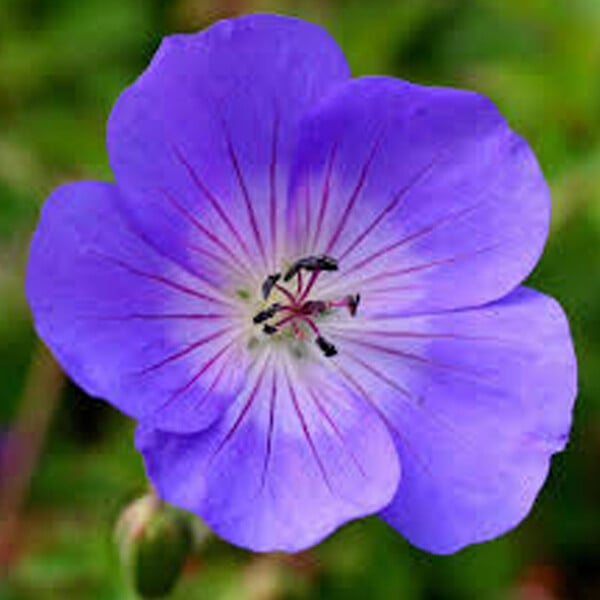 ARBORIX - 6 x Géranium vivace 'Rozanne' - Geranium 'Rozanne'  - godet 9cm x 9cm - large