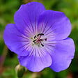 ARBORIX - 6 x Géranium vivace 'Rozanne' - Geranium 'Rozanne'  - godet 9cm x 9cm - vignette