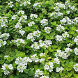 ARBORIX - 6 x Véronique rampante - Veronica repens  - godet 9cm x 9cm - vignette