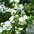 ARBORIX - 6 x Véronique rampante - Veronica repens  - godet 9cm x 9cm - vignette