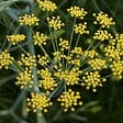 ARBORIX - 6 x Fenouil - Foeniculum vulgare  - godet 9cm x 9cm - vignette