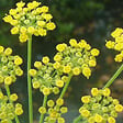 ARBORIX - 6 x Fenouil - Foeniculum vulgare  - godet 9cm x 9cm - vignette